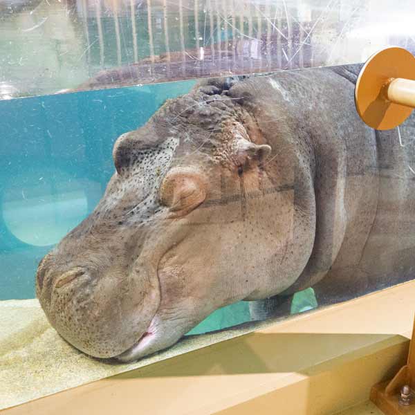 旭山動物園 かば館 カバ