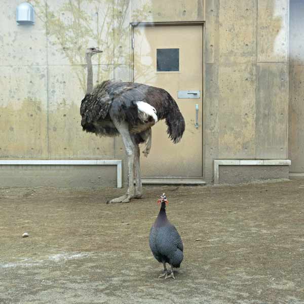 旭山動物園 カバ館 ダチョウ