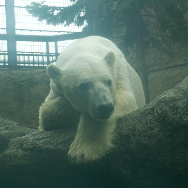 旭山動物園 ほっきょくぐま館 巨大プール