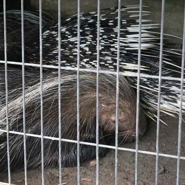 旭山動物園 小獣舎 アフリカタテガミヤマアラシ