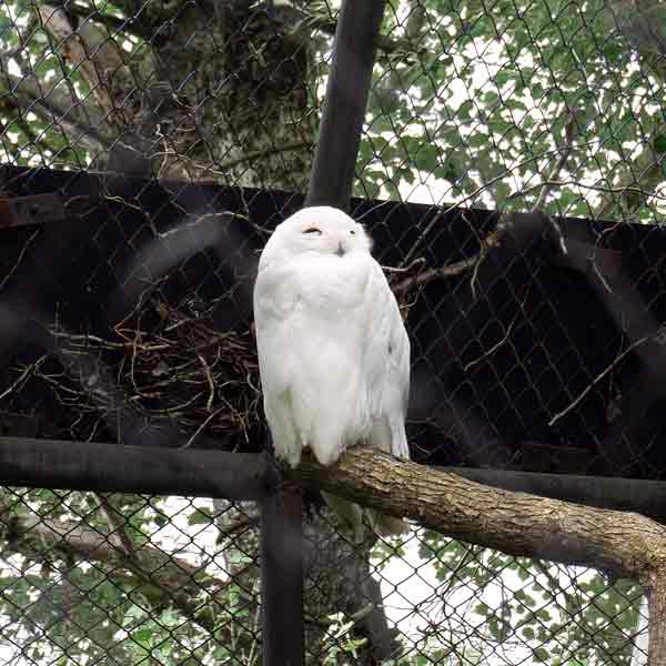 旭山動物園 シロフクロウ舎 シロフクロウ