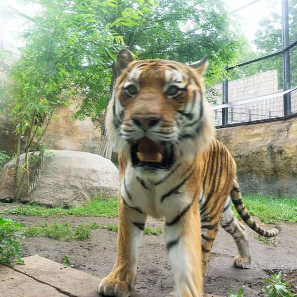 旭山動物園 猛獣館 アムールトラ