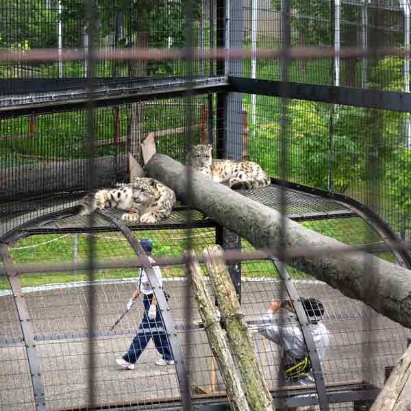 旭山動物園 猛獣館 ユキヒョウ