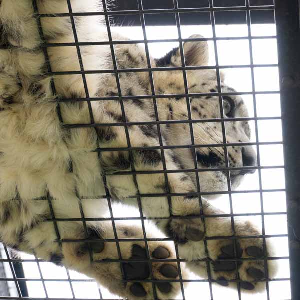 旭山動物園 猛獣館