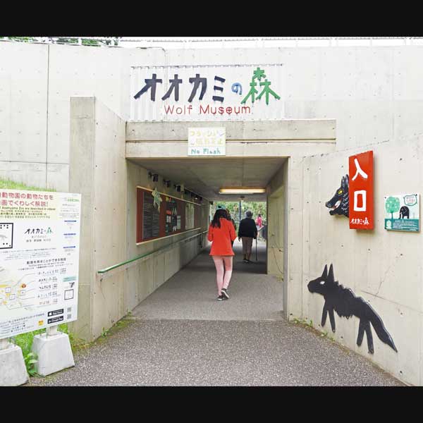 旭山動物園 オオカミの森