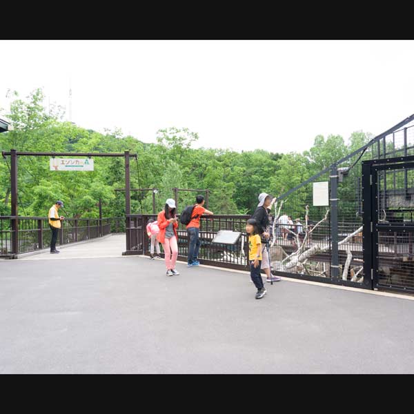 旭山動物園 エゾシカの森