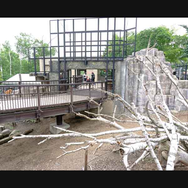 旭山動物園 エゾシカの森