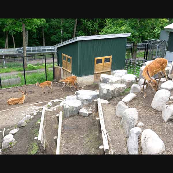 旭山動物園 エゾシカの森 エゾシカ