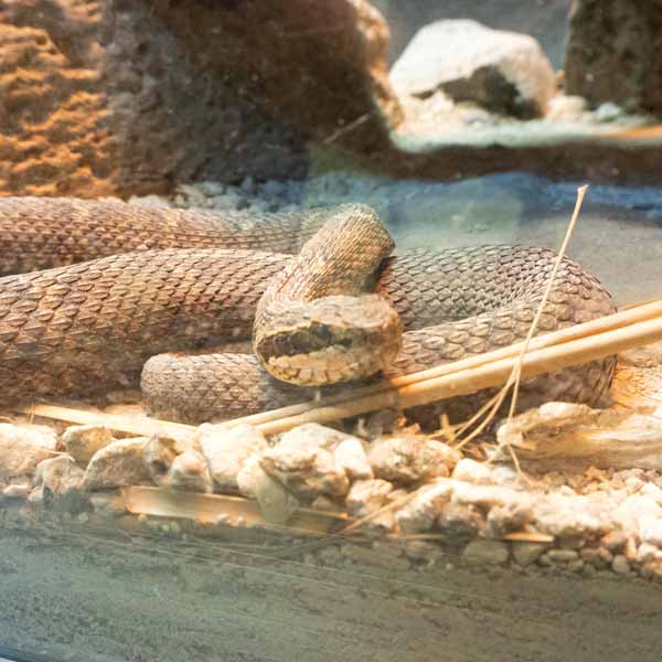 旭山動物園 両生類・は虫類舎 マムシ