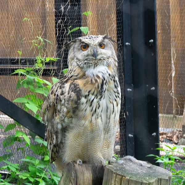 旭山動物園 北海道産動物舎 ワシミミズク