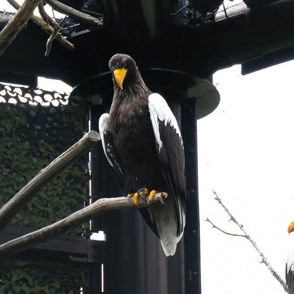 旭山動物園 北海道産動物舎 オオワシ
