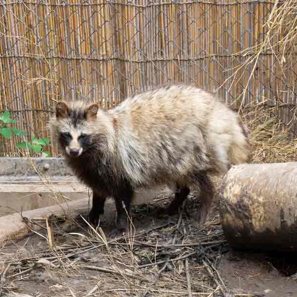 旭山動物園 北海道産動物舎 キタキツネ