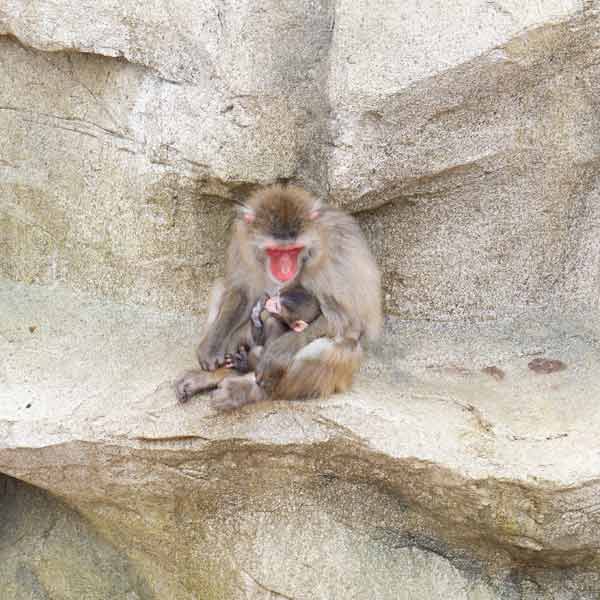 旭山動物園 さる山 ニホンザル