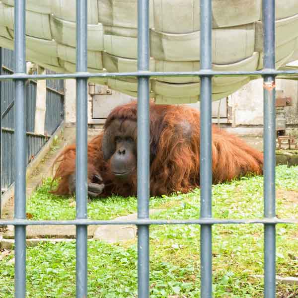 旭山動物園 オランウータン舎、おらんうーたん館 ボルネオオラウータン