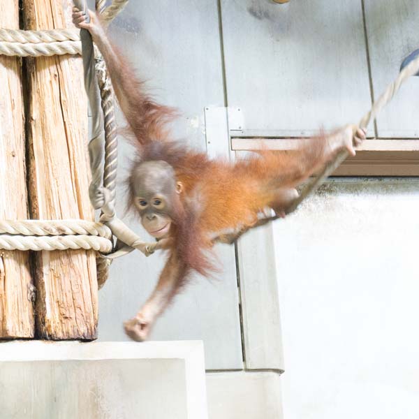 旭山動物園 オランウータン舎、おらんうーたん館 ボルネオオラウータン