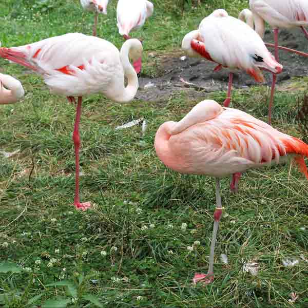 旭山動物園 ととりの村 フラミンゴ