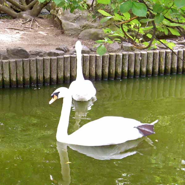 旭山動物園 ととりの村 ハクチョウ
