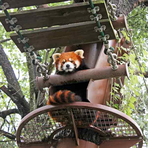 旭山動物園 レッサーパンダ舎 シセンレッサーパンダ