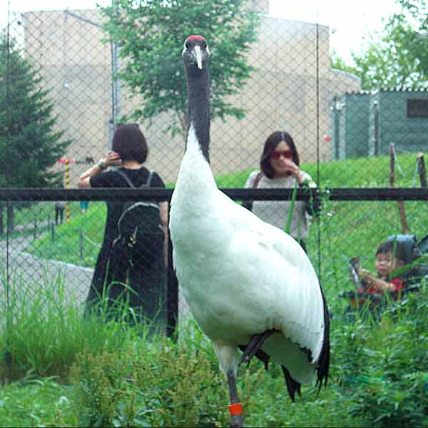 旭山動物園 タンチョウ舎 タンチョウ
