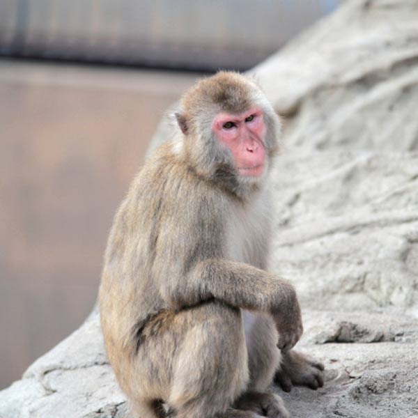 旭山動物園 さる山 ニホンザル