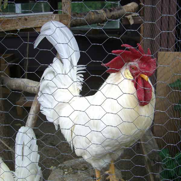 旭山動物園 ニワトリ・アヒル舎 ハクショクレグホン