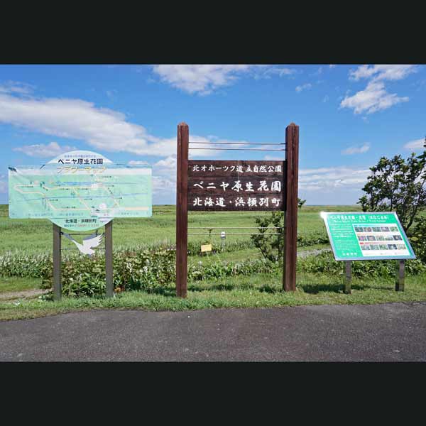 ベニヤ原生花園 遊歩道出入口