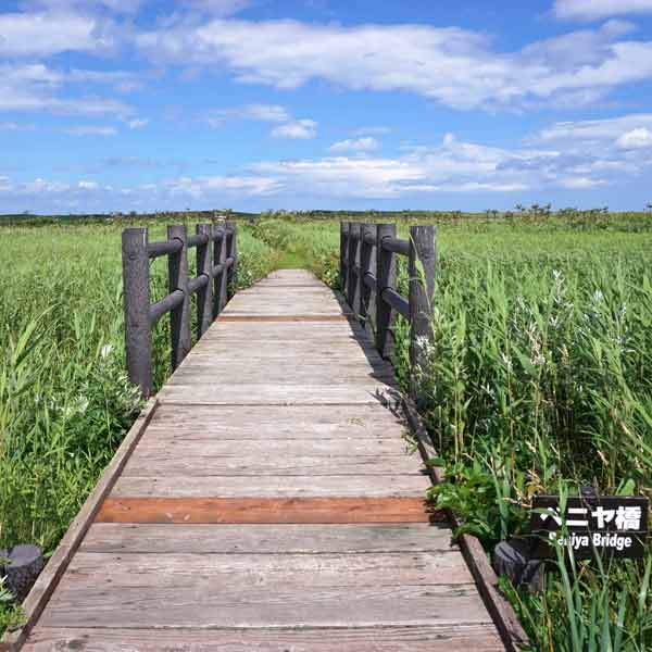 ベニヤ原生花園 ベニヤ橋
