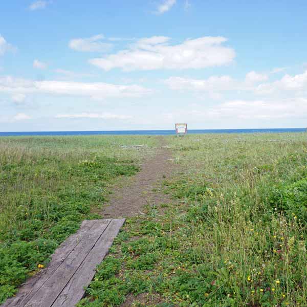 ベニヤ原生花園 海岸