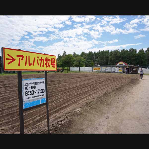 美瑛の丘 四季彩の丘 アルパカ牧場