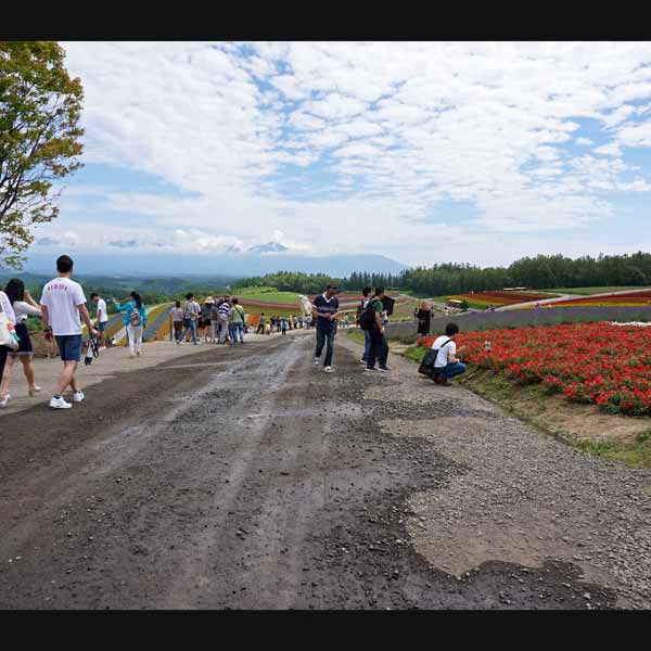 美瑛の丘 四季彩の丘 園内
