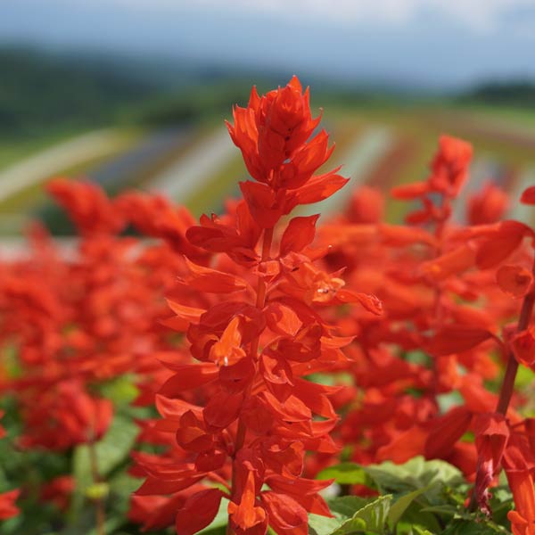 美瑛の丘 四季彩の丘 花畑