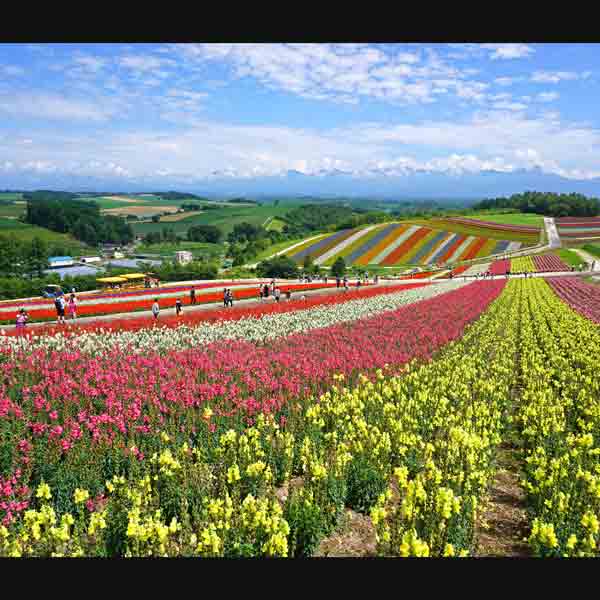 美瑛の丘 四季彩の丘 花畑