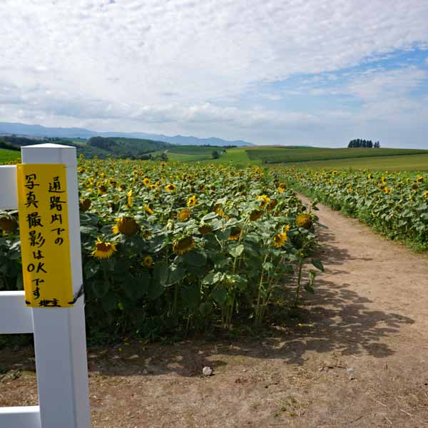 美瑛の丘 新栄の丘展望公園 ひまわり畑