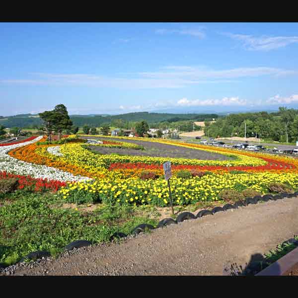 美瑛の丘 ぜるぶの丘 お花畑