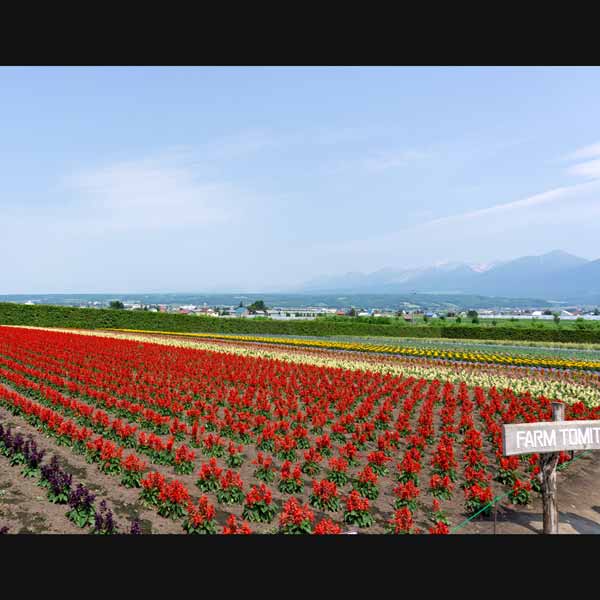 ファーム富田 秋の畑