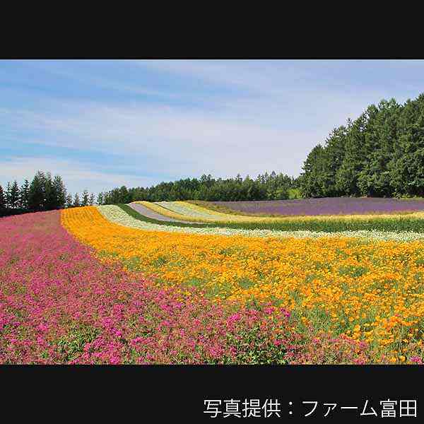 ファーム富田 彩りの畑