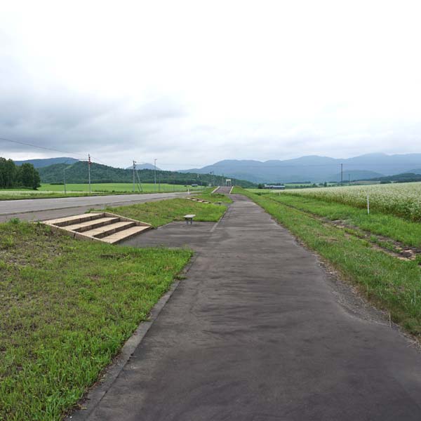 幌加内そばの花 純白の丘 遊歩道
