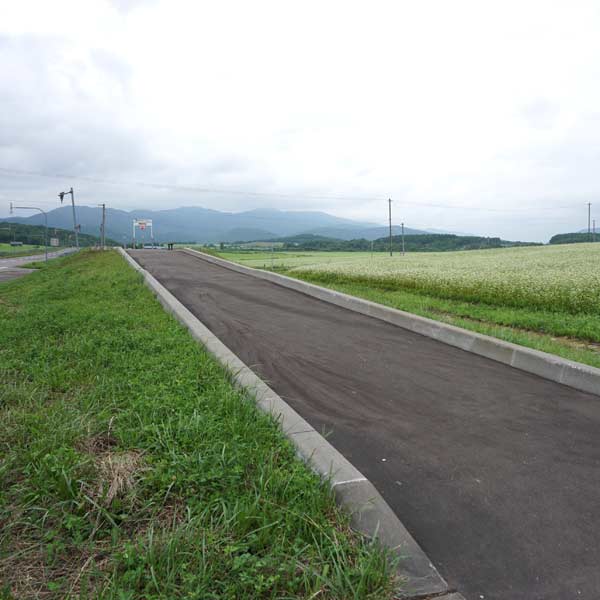 幌加内そばの花 純白の丘 遊歩道