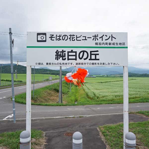 幌加内そばの花 純白の丘 展望スペース