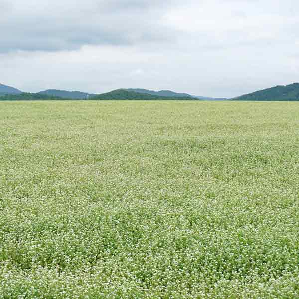 幌加内そばの花 純白の丘 そば畑