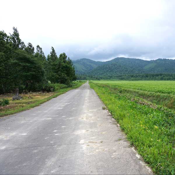 幌加内そばの花 白絨毯の畑 道