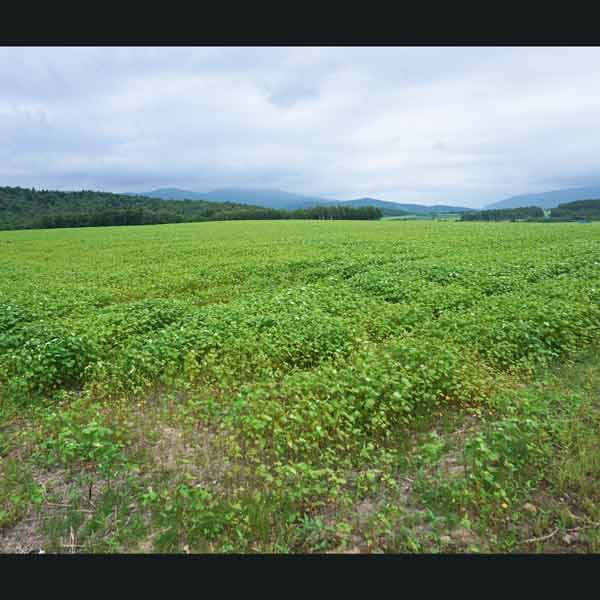 幌加内そばの花 白絨毯の畑 そば畑