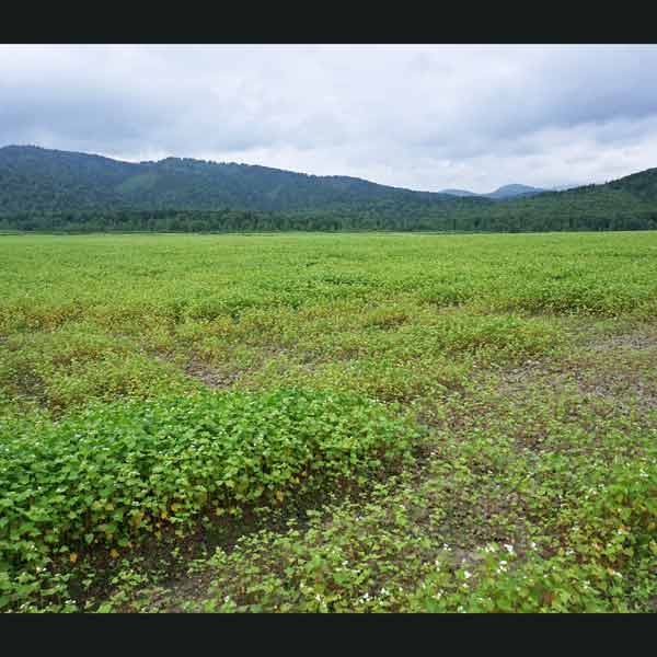 幌加内そばの花 白絨毯の畑 そば畑