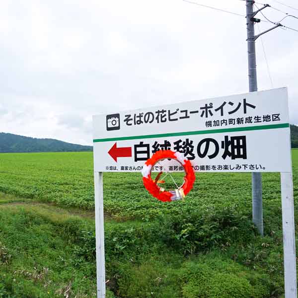 幌加内そばの花 白絨毯の畑 そば畑