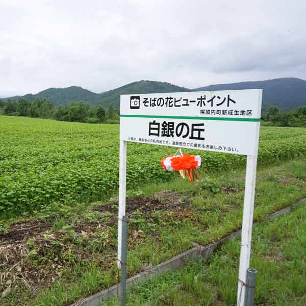 幌加内そばの花 白銀の丘 そば畑