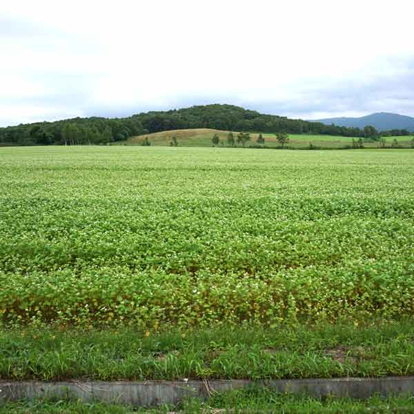 幌加内そばの花 白銀の丘 そば畑