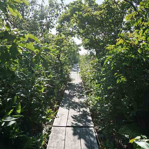メグマ沼自然公園 ルート