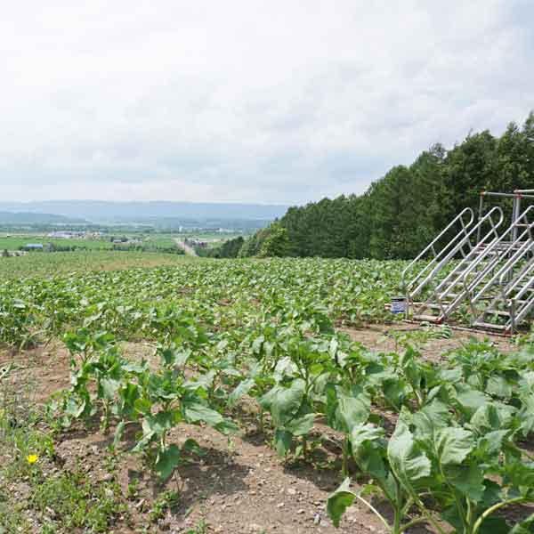 名寄のひまわり サンピラーパーク ひまわり畑