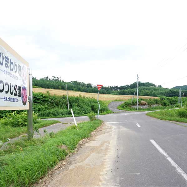 名寄のひまわり 智恵文東雲会場