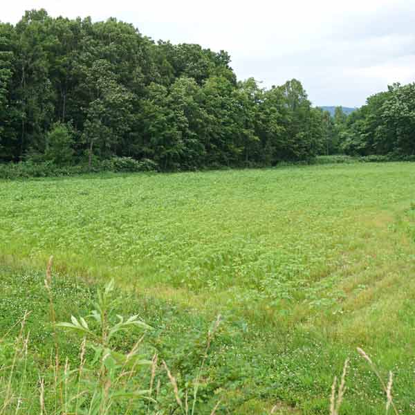 名寄のひまわり 智恵文東雲会場 ひまわり畑